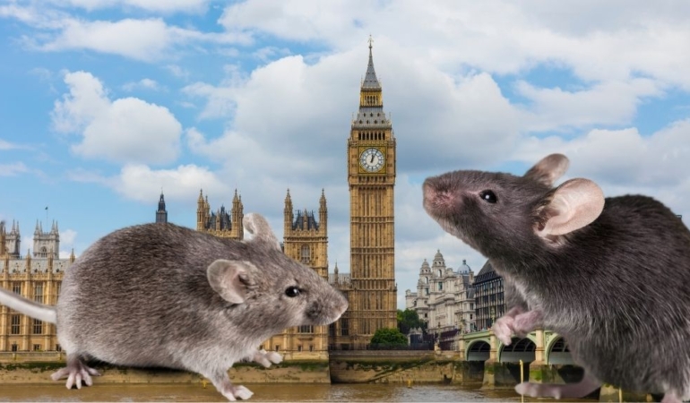 İngiltere’deki Hükümet Restoranlarında Sağlık Skandalı: Fareler, Küf ve Hijyen İhlalleri
