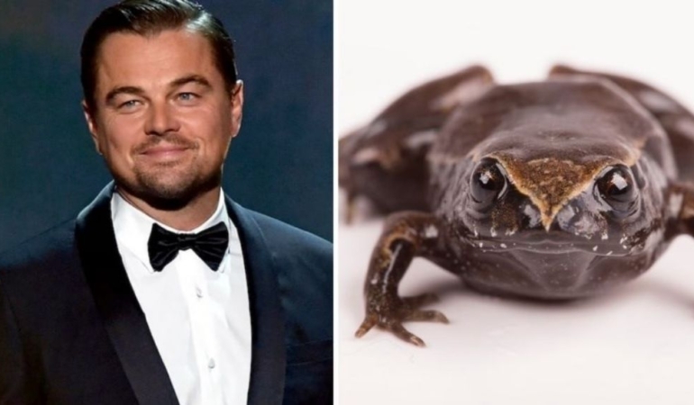 Keşfedilen yeni kurbağa türüne Leonardo DiCaprio’nun adı verildi