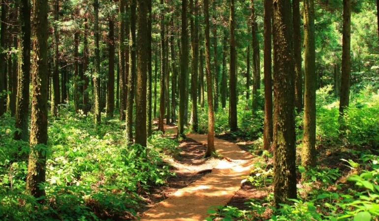 İngiltere’de yeni ulusal orman için 20 milyon ağaç dikilecek