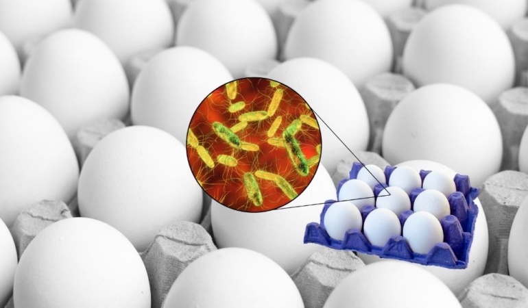 Avrupa’da Salmonella bakterisi alarmı