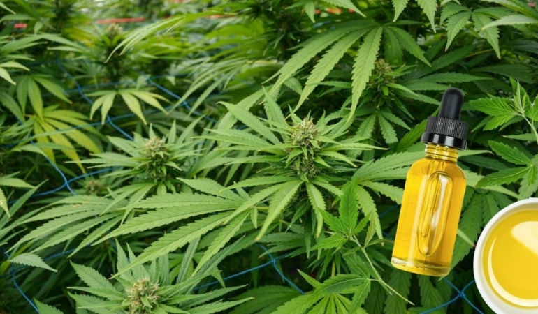 Meclis’ten geçti: Tıbbi kenevir eczanelerde satılabilecek