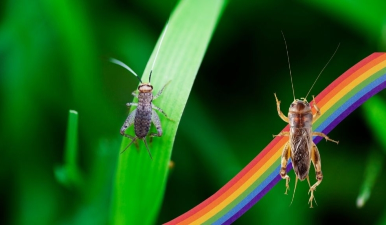 Araştırma: Cırcır böceklerinde eşcinsel davranış gözlemlendi