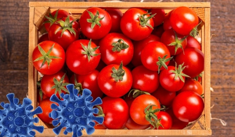İngiltere alarmda: Domateslerdeki virüs hastanelik ediyor!