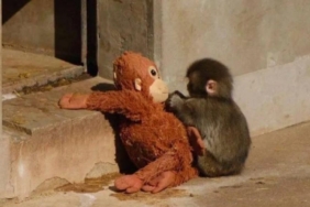 site foto ölcusu (11)